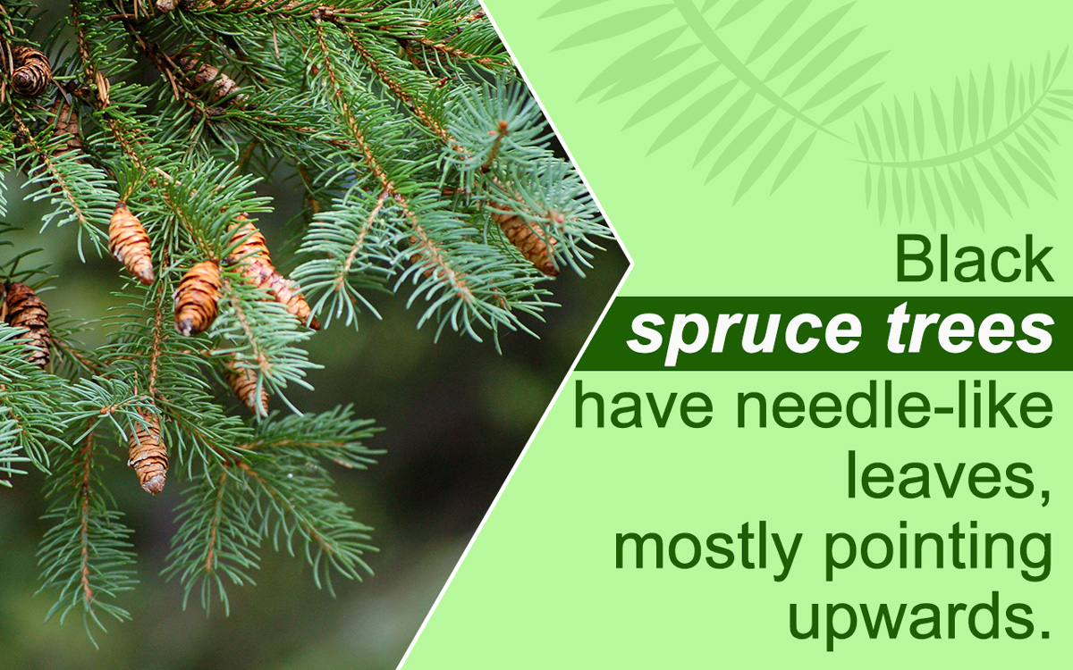 Different Types of Spruce Trees