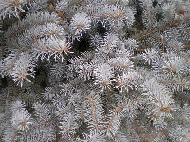 Branches of White Spruce