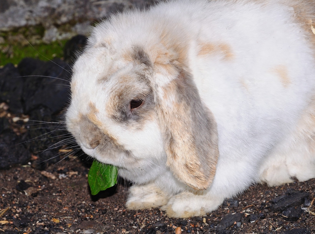 Life Expectancy of the Docile Dwarf Rabbit