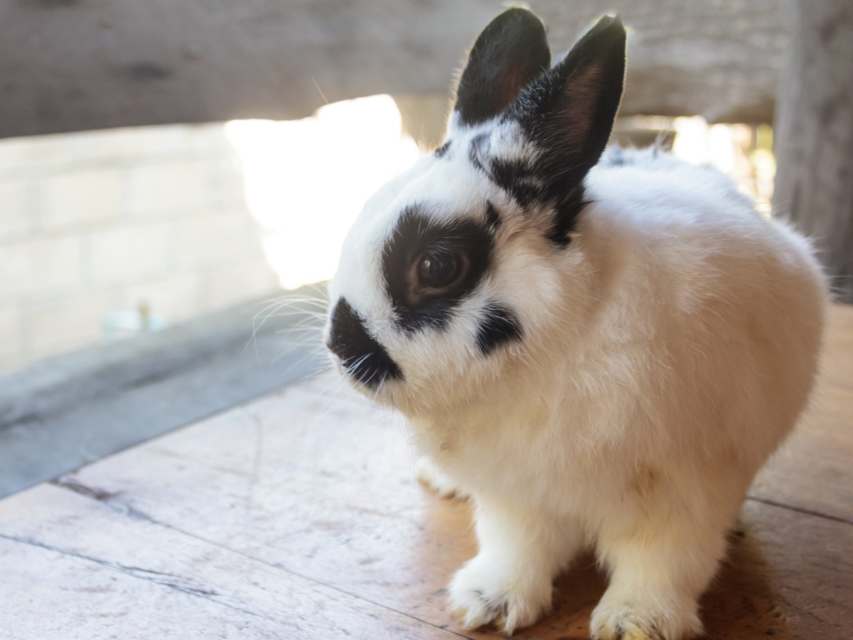 How Long Do Dwarf Rabbits Live? (With Life Expectancy Table) 