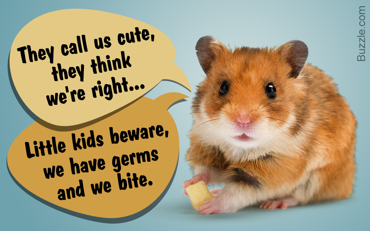 Hamsters as Pets for Children