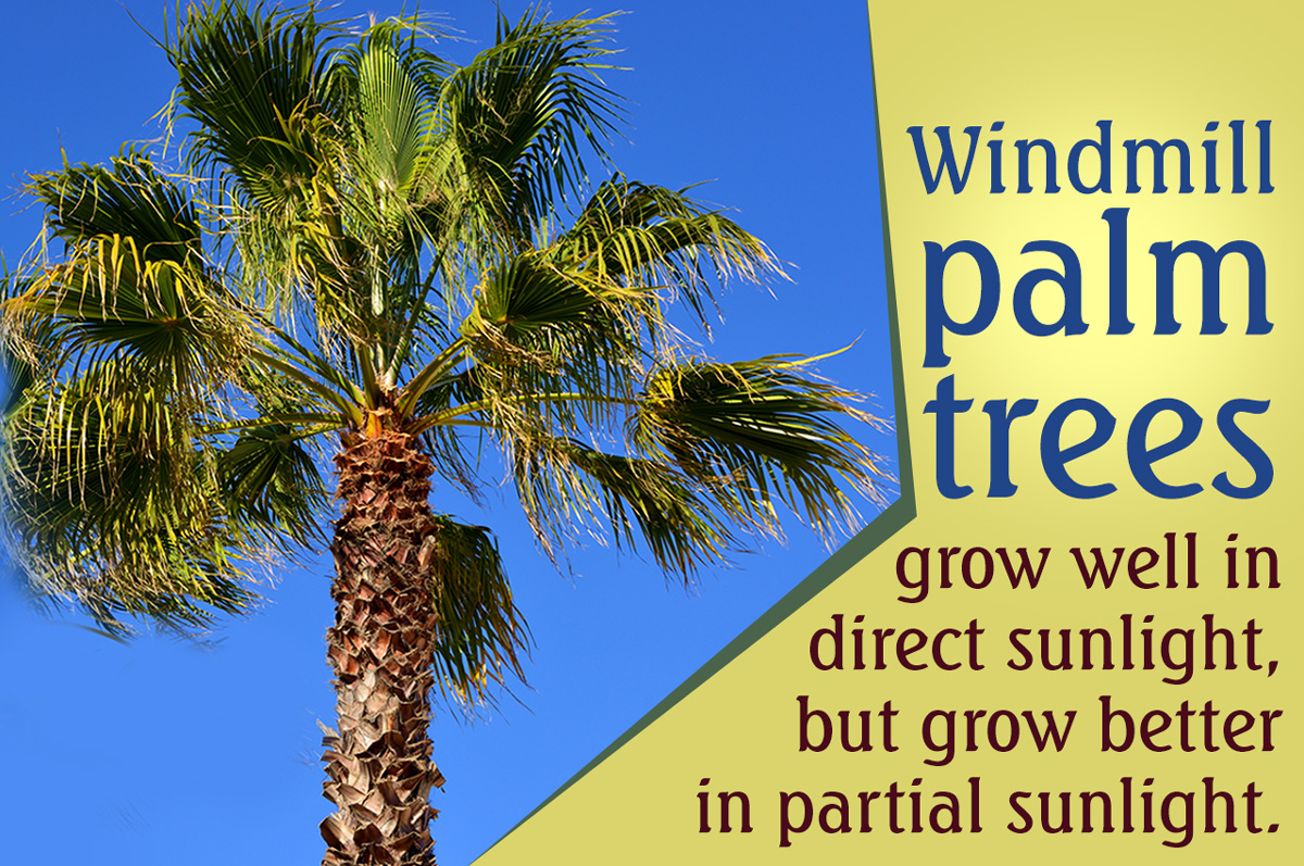 Windmill Palm Tree Care