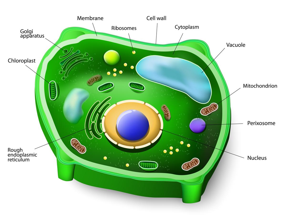 Plant Cell Parts