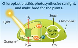 A Brief Comparison of Plant Cell Vs. Animal Cell