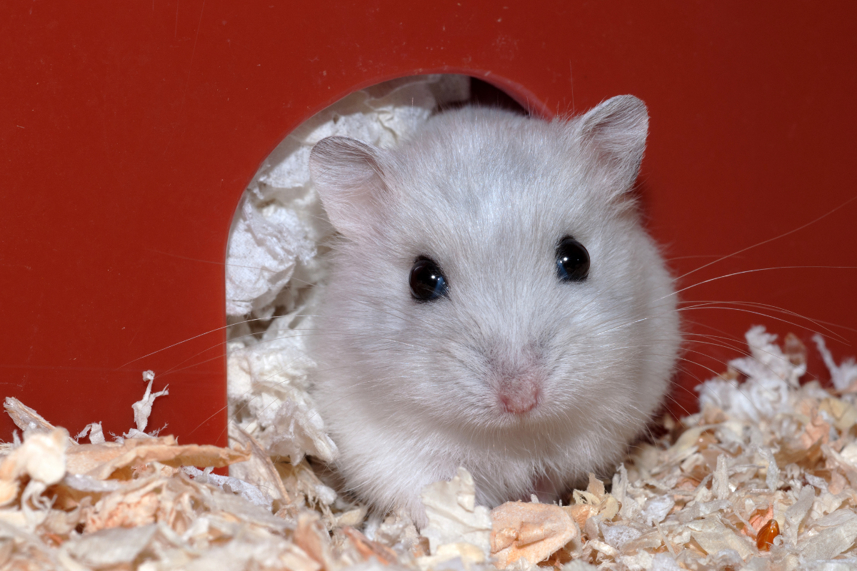 The Lifespan of Dwarf Hamsters - Little Bundles of ...