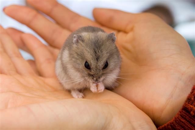 Hamster In hands