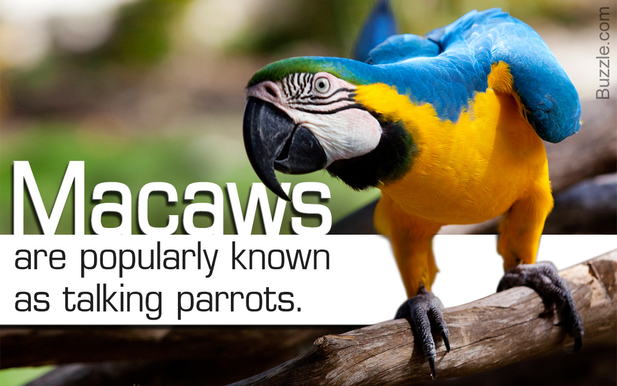 Facts About Parrots