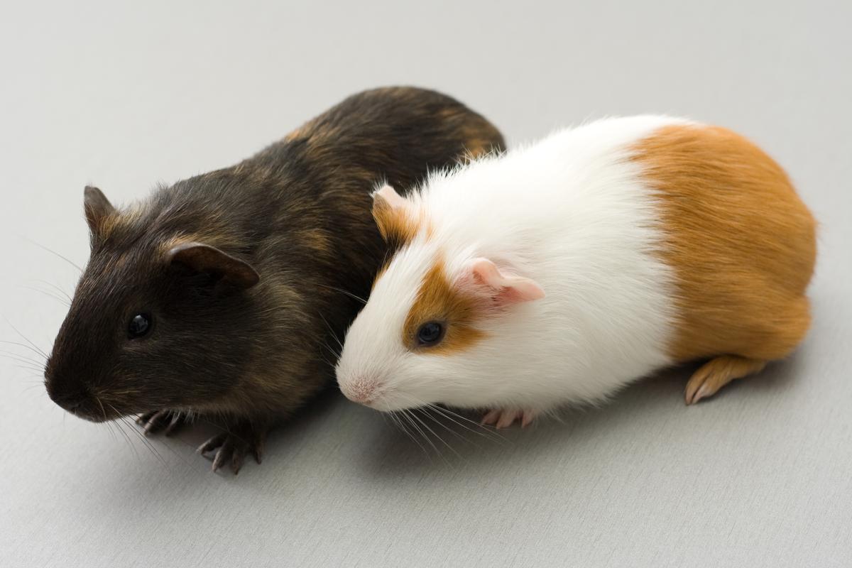 You D Love These Unique Names For A Pair Of Guinea Pigs Pet Ponder,Big Green Egg Prices At Ace Hardware