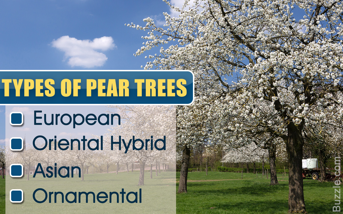 Bradford Pear Tree Facts