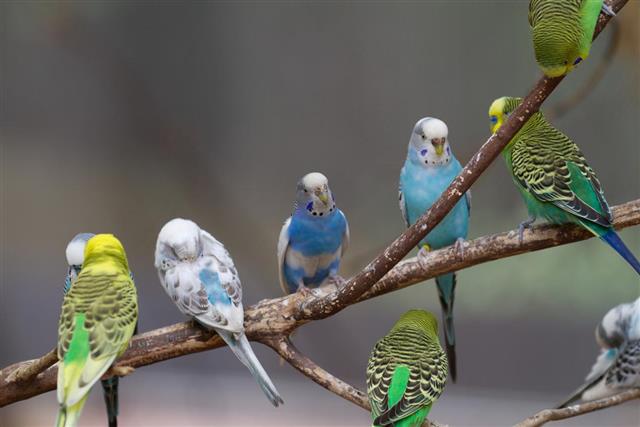 Colorful Budgerigars