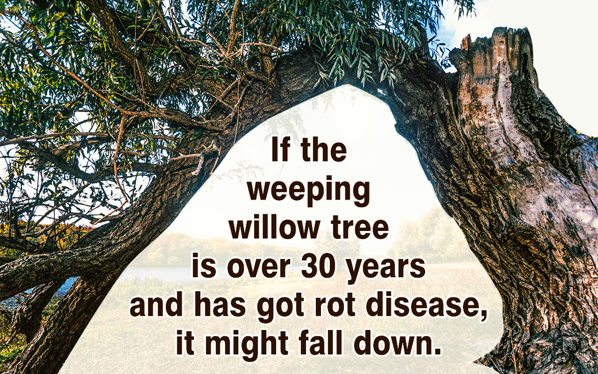 Weeping Willow Tree Problems