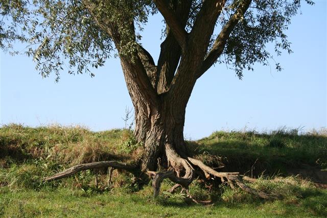 roots and trunk of a mighty willow tree