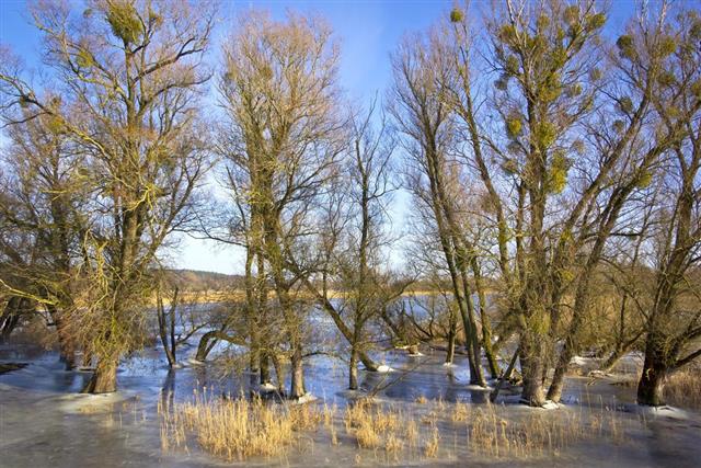 Winter flood at the Oder River in February