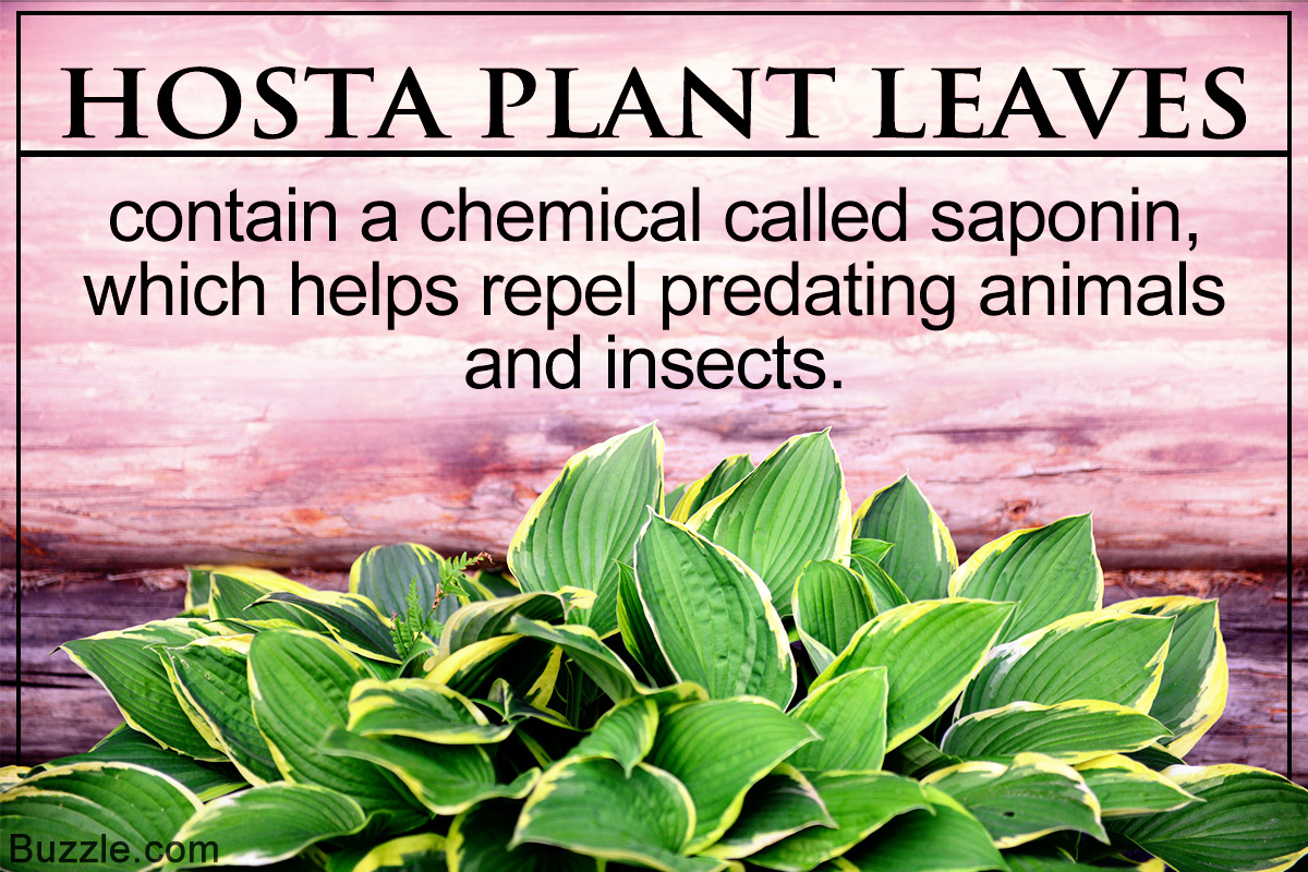 Are Hosta Plants Poisonous?