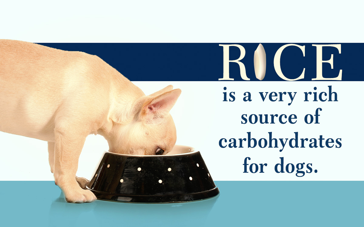 Rice Diet for Dogs