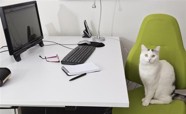 Office, cat on chair