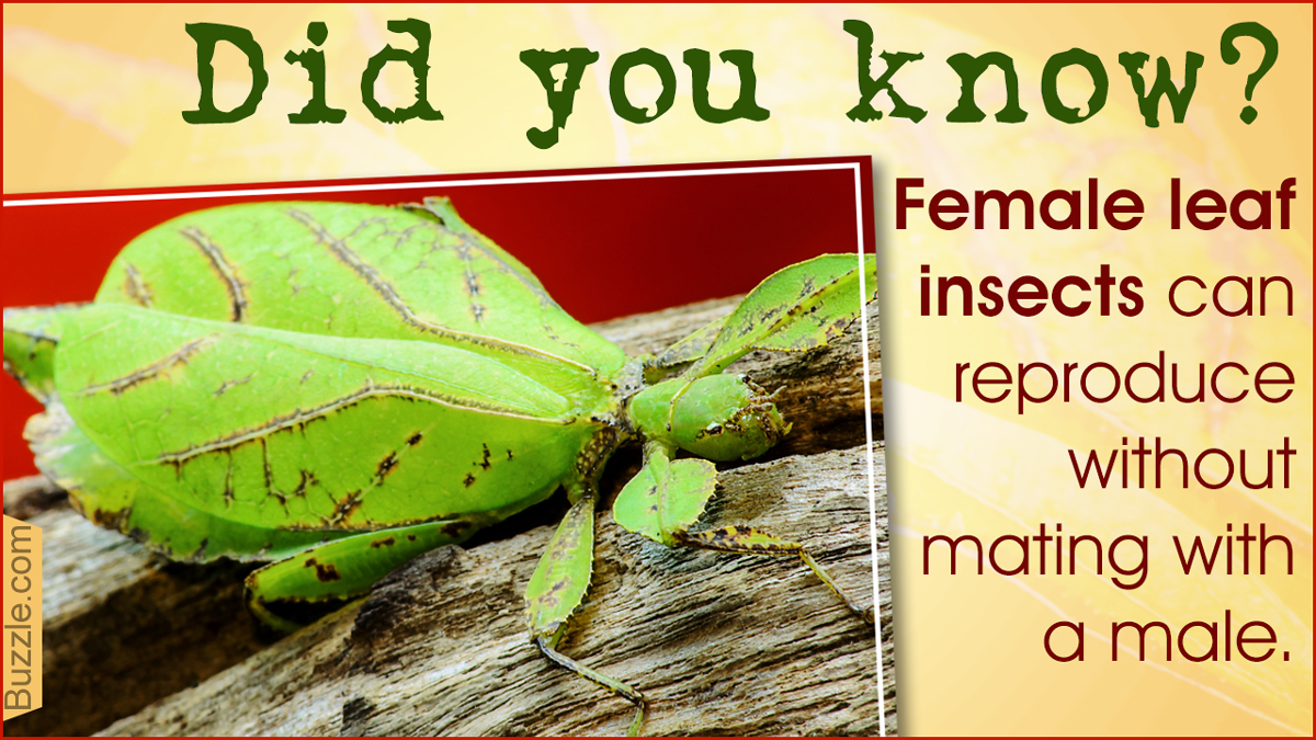 Leaf Bug Facts