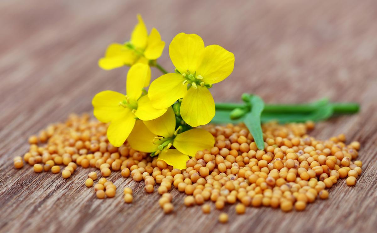 Mustard Seed Tree Facts   1200 484263883 Mustard Flowers With Seeds 