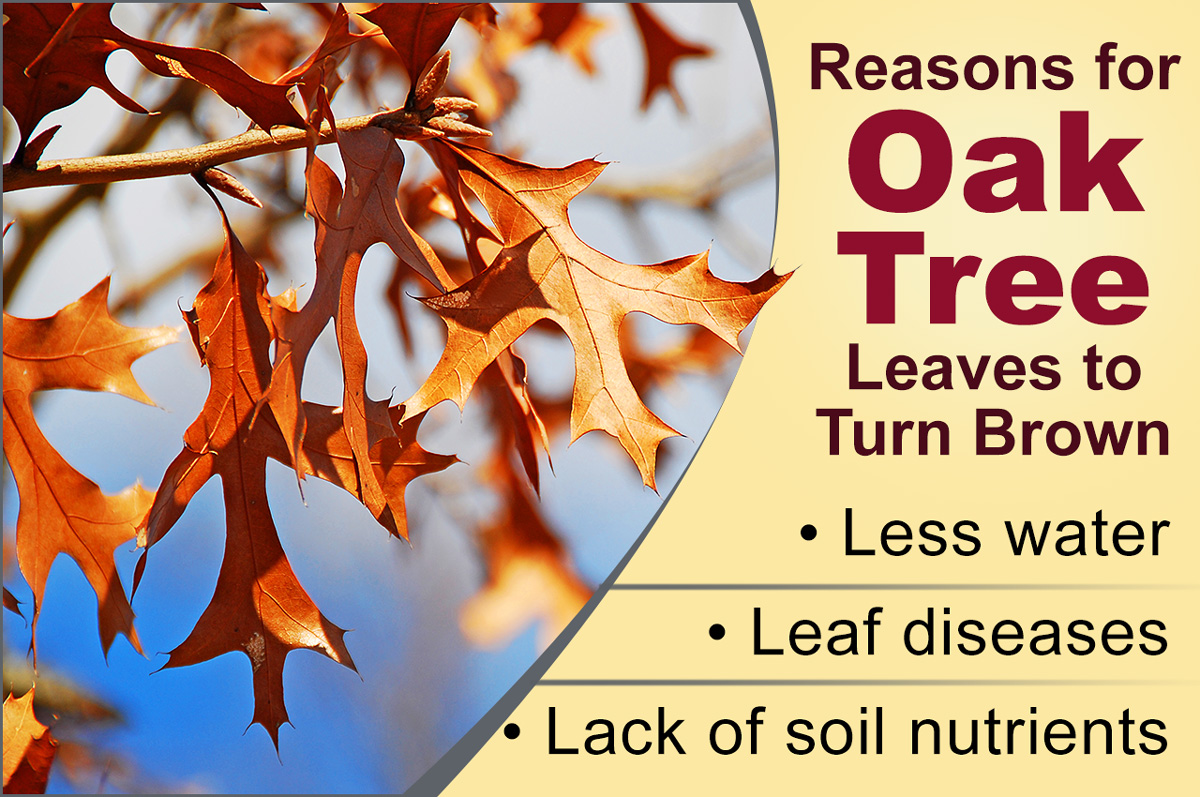 Oak Tree Leaves Turning Brown