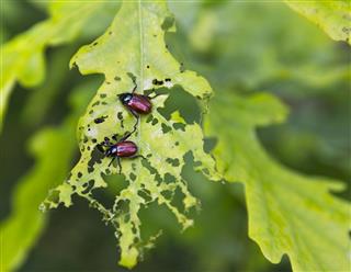 beetles eating oak leaf