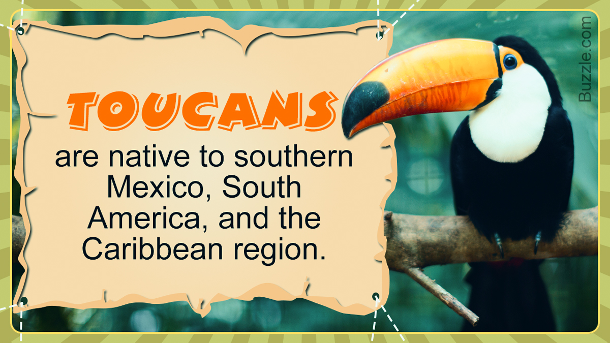 Toucans Habitat