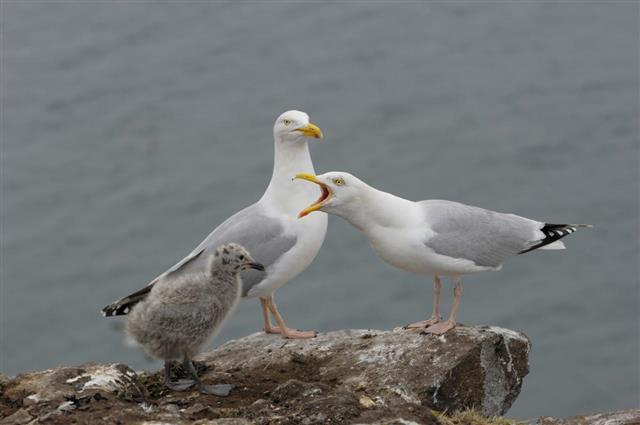 Herring Gull communicate with sound