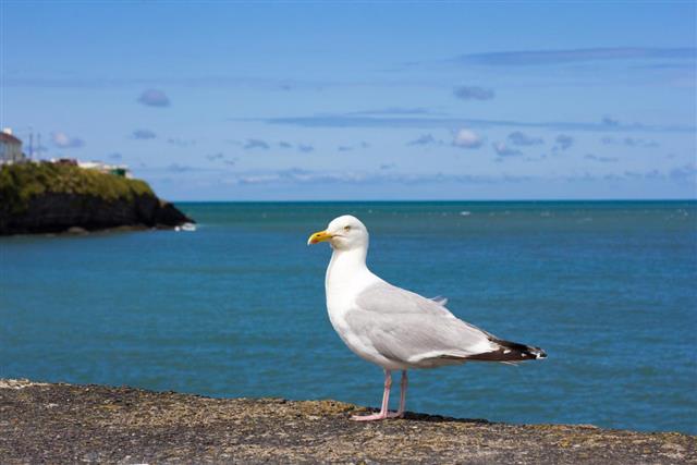 Herring Gull at seaside