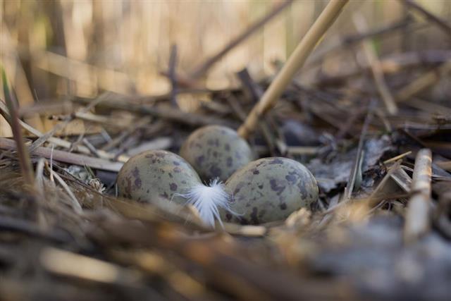 Eggs of Herring Gull