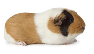 Cute guinea pig