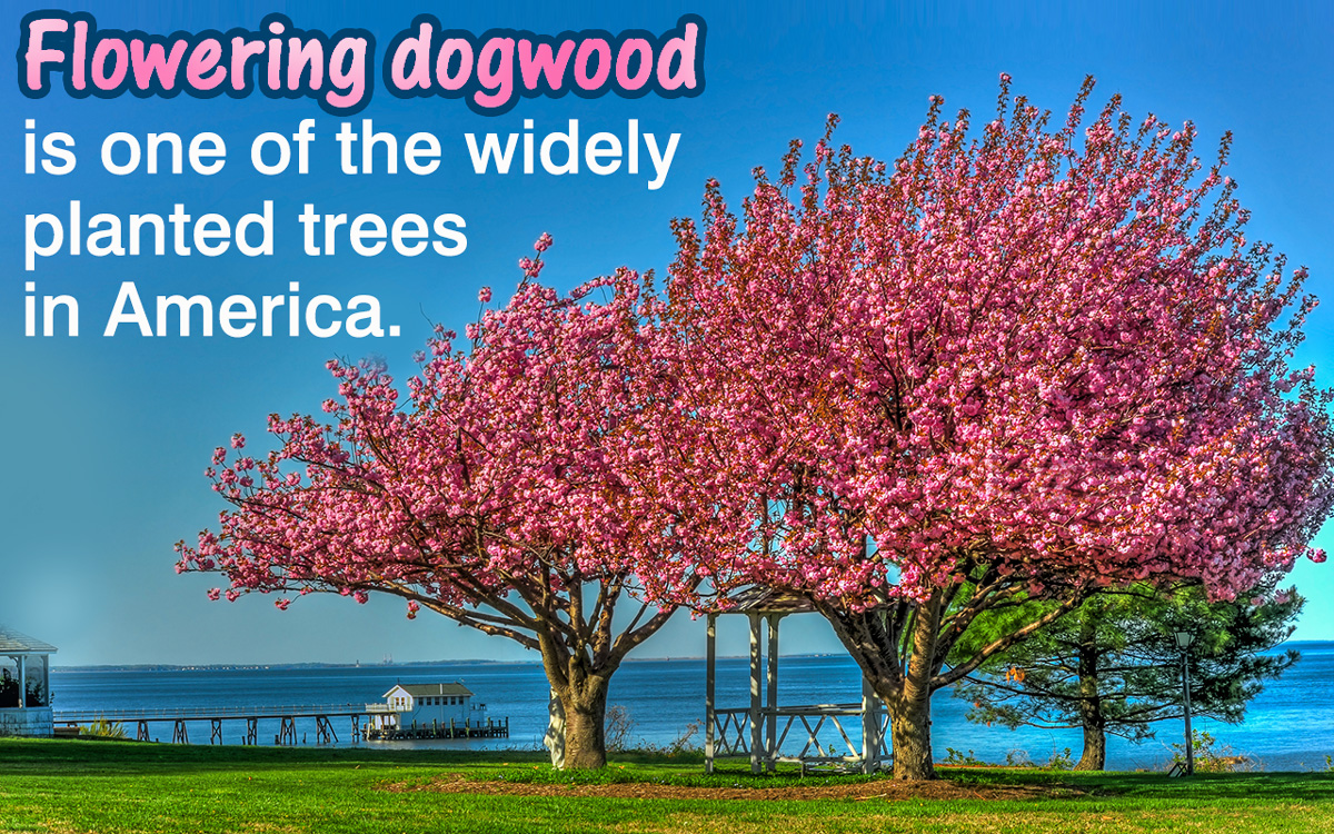Flowering Dogwood Tree Facts