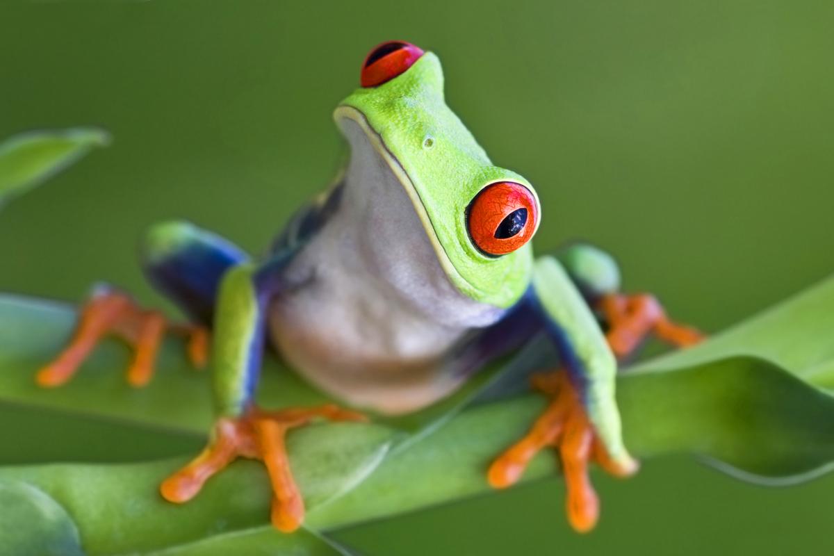 Frogs Omnivores - asdxf2