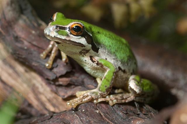 Pacific Green Tree Frog (Pseudacris regilla)