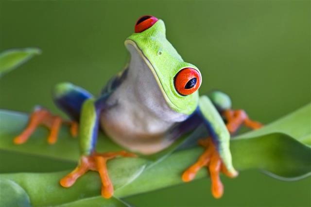 Curious red eyed tree frog