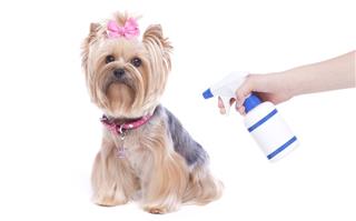 Insecticide for dog