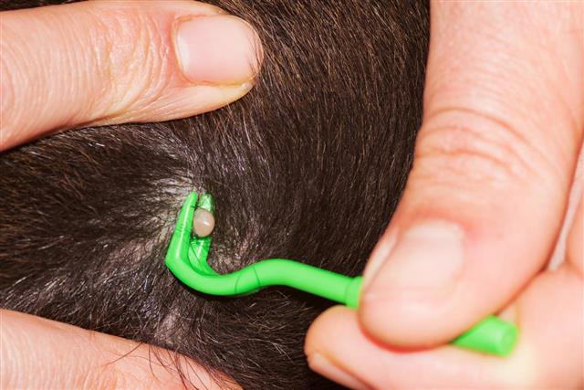 removing tick from dog head