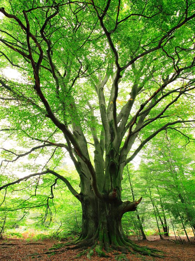 Ancient Beech Tree in Spring Forest