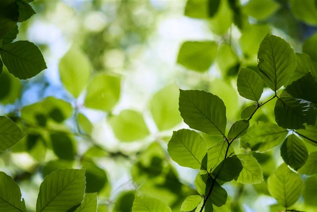 beech tree leaves