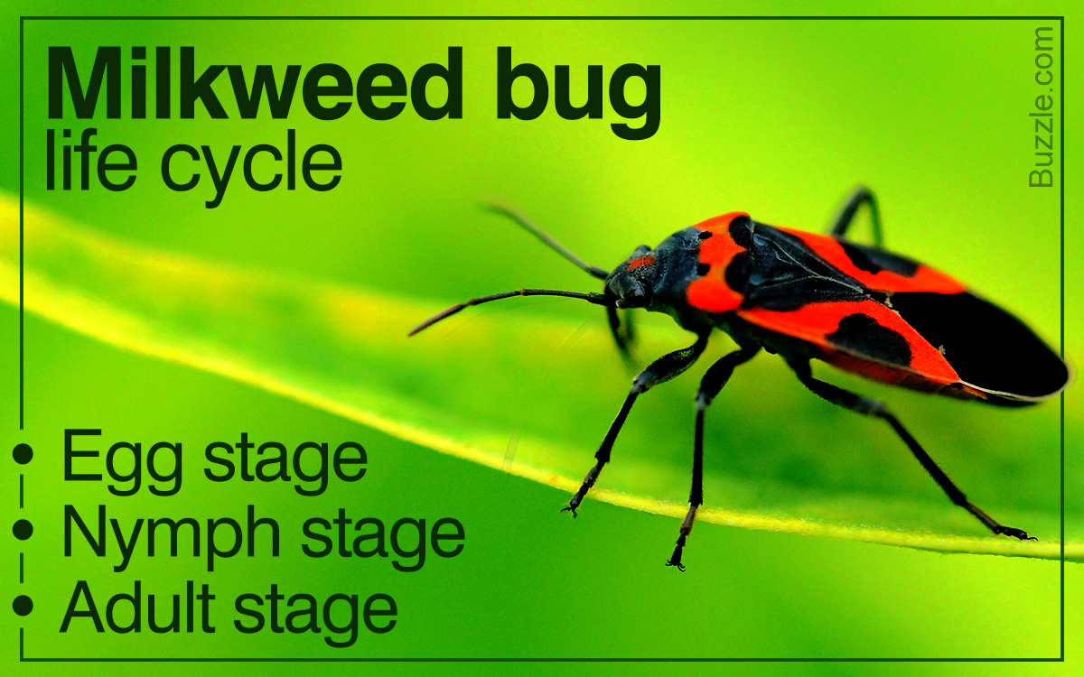 Milkweed Bug Life Cycle