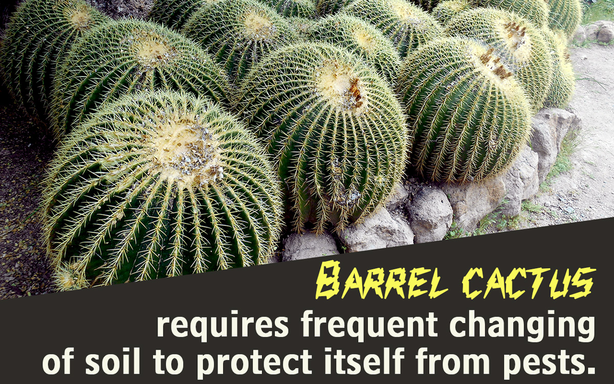 Barrel Cactus Care