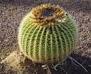 Big beautiful gold ball cactus