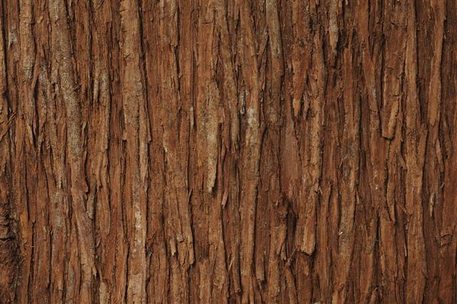 Close-up of cedar tree texture background