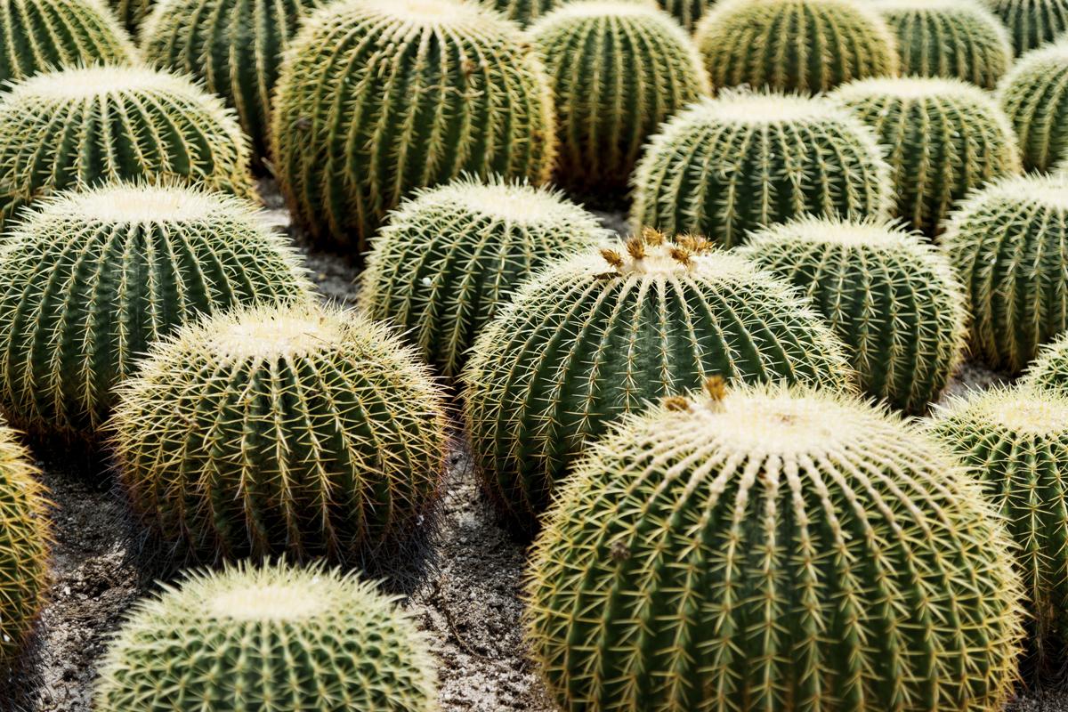 cactus barrel adaptations cacti southwest north american survival