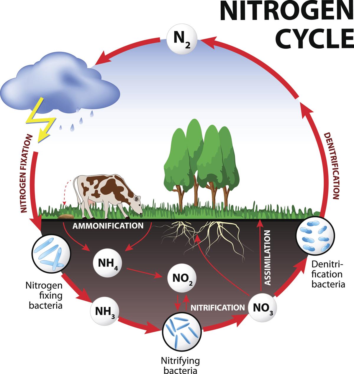 Nitrogen Cycle Steps
