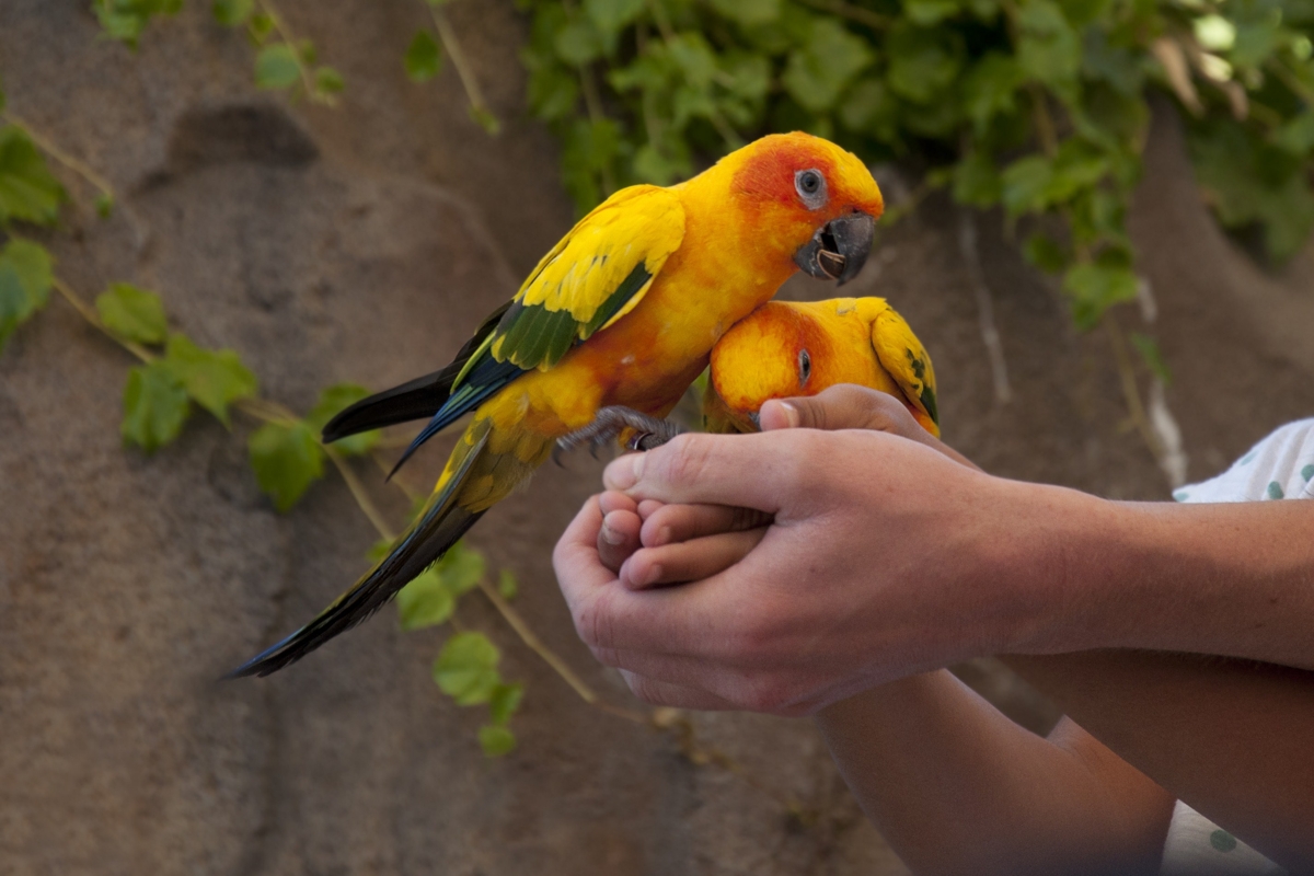 Sun Conure Parrot The Beautiful But Temperamental Bird Bird Eden,How To Make A Rag Quilt With Batting