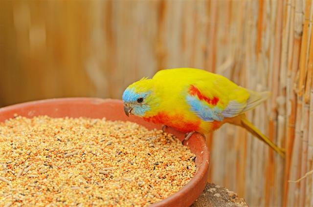 sun conure parrot bird feeding on grain