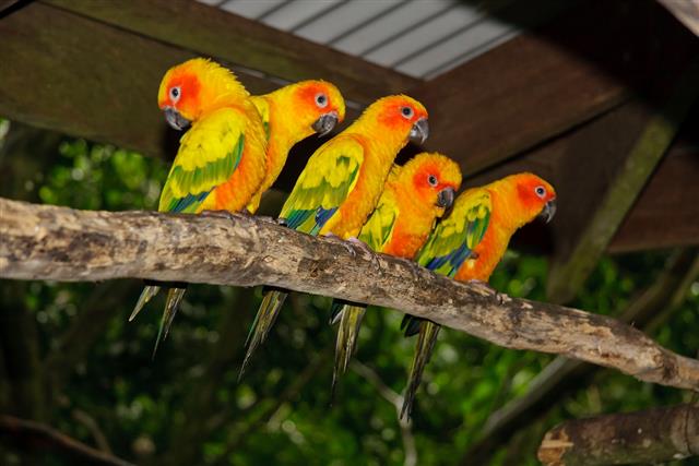 sun conure parrot on a branch in a row