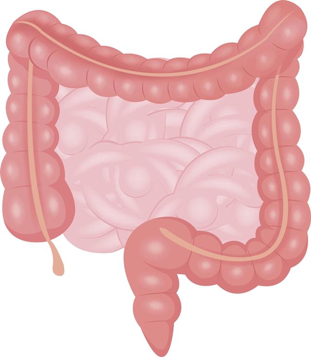 Vector intestines illustration