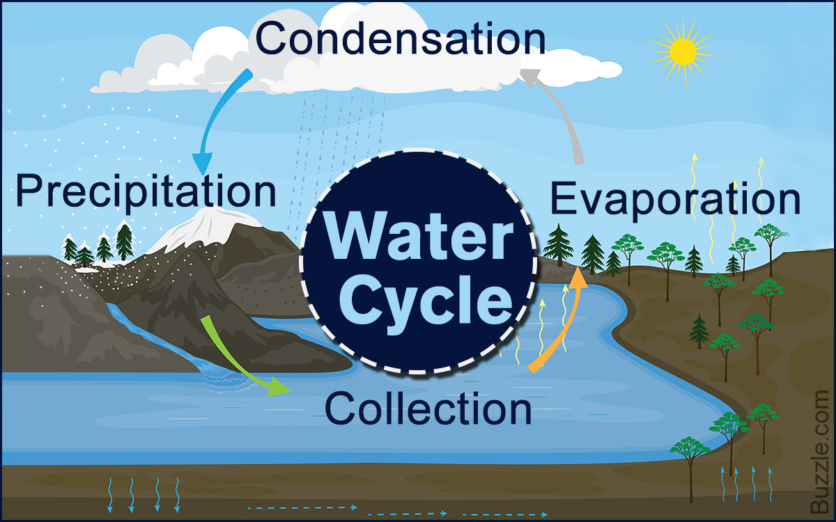 Explanation of Water Cycle for Kids