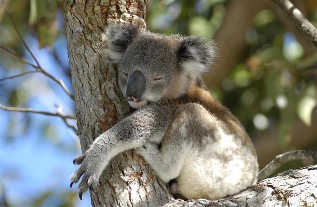 Koala hugging a tree with eyes closed
