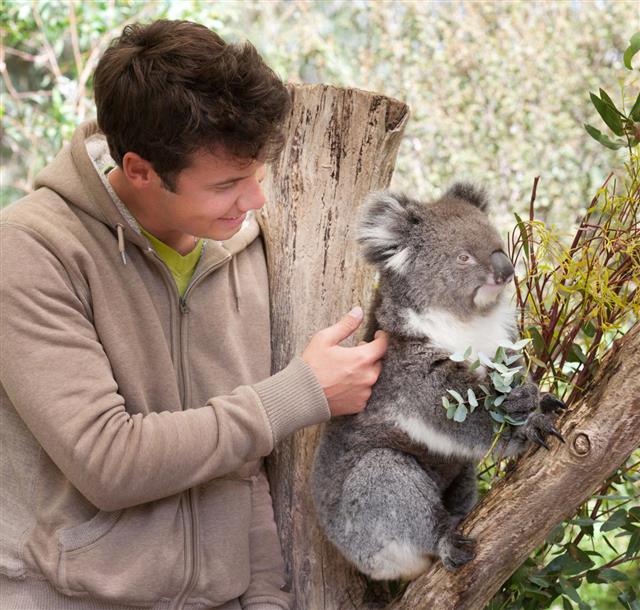 Man petting Koala in wildlife